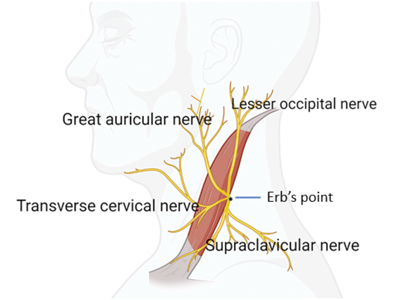  Superficial cervical plexus.10